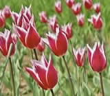 Floricultura Raposo Tavares